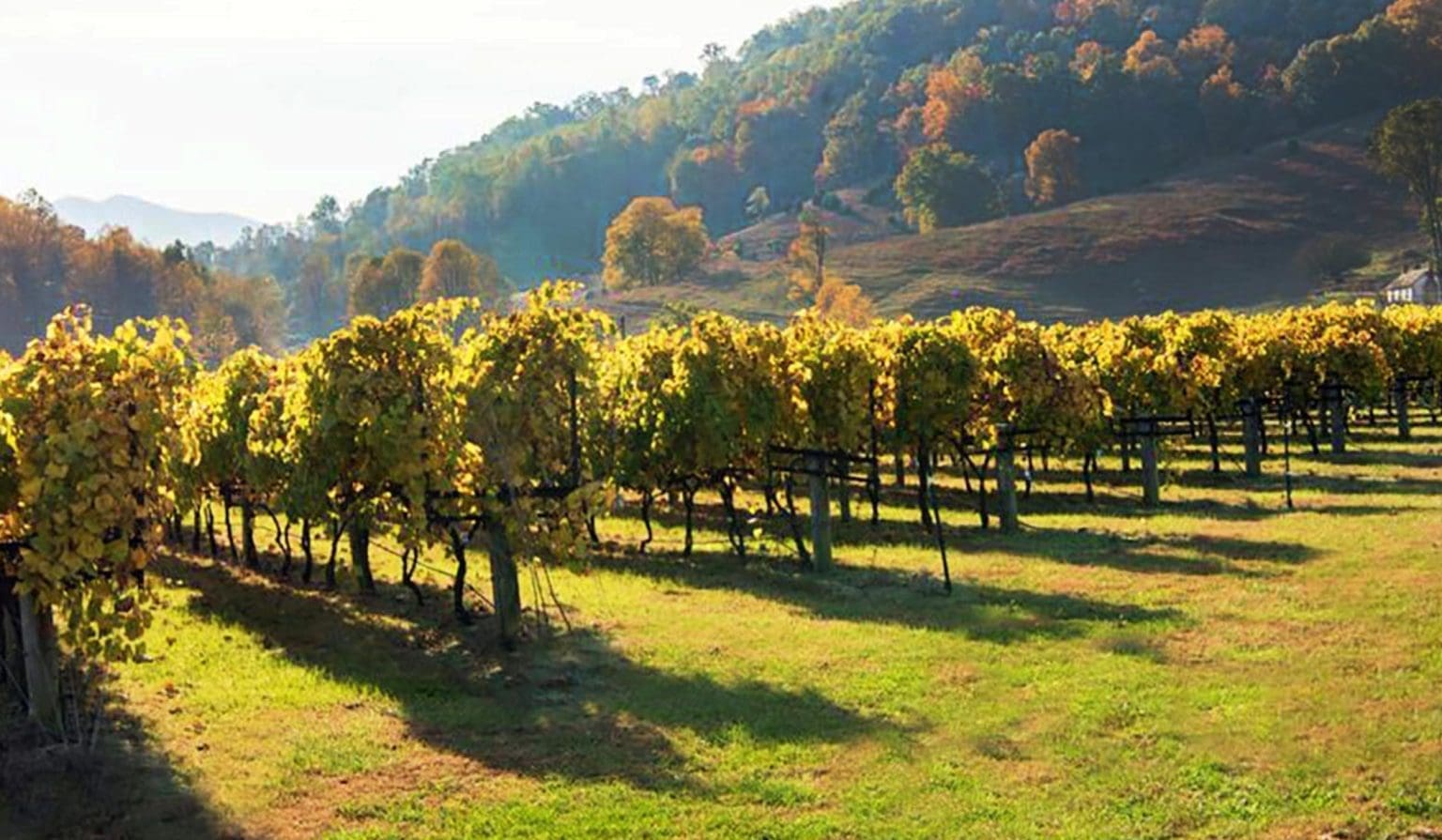 DuCard Vineyards | Coastal Virginia Magazine