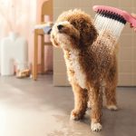 Dog grooming at home ideas
