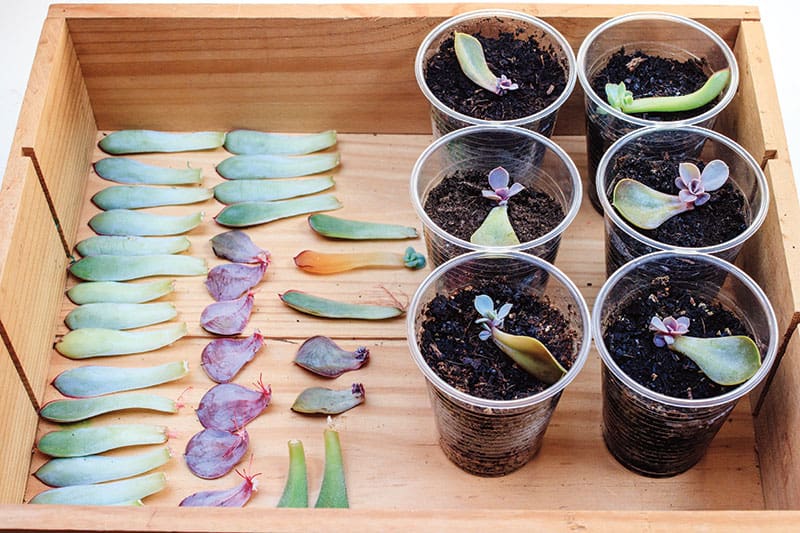 propagating plants