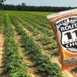 Route 11 Sweet Potato Chips