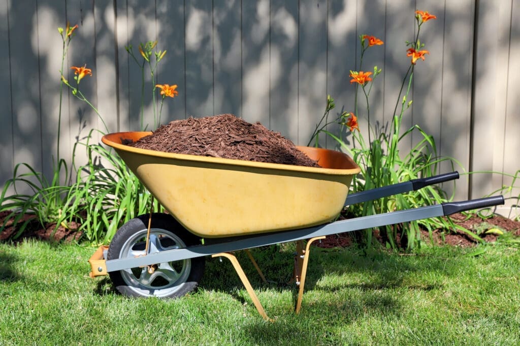 Mulch in a wheelbarrow