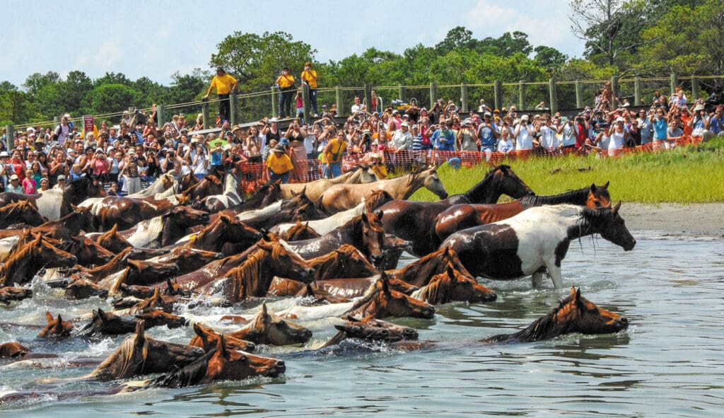 CHINCOTEAGUE, Va. - (July 25, 2007) The 82nd Annual Chincoteague Pony Swim featured more than 200 wild ponies swimming across the Assateague Channel into Chincoteague. According to legend, the horses are believed to have arrived on Assateague Island when a Spanish galleon with a cargo of wild mustangs sunk off the coast of Virginia. The surviving animals swam to shore and are the ancestors of today's herds. Coast Guard Station Chincoteague provided a security zone for the event which attracted many boaters and spectators from all over the country. U.S. Coast Guard photo by PA2 Christopher Evanson.