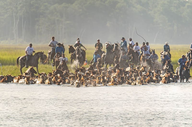 The 100th Annual Chincoteague Pony Swim in Chincoteague, Virginia, on the Eastern Shore. Shown here, the ponies swimming from Assateague Island to Chincoteague Island. Photos by Ashlee Glen