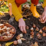 Woman planting tulip bulbs in a flower bed during a beautiful sunny autumn afternoon. Growing tulips. Fall gardening jobs background.