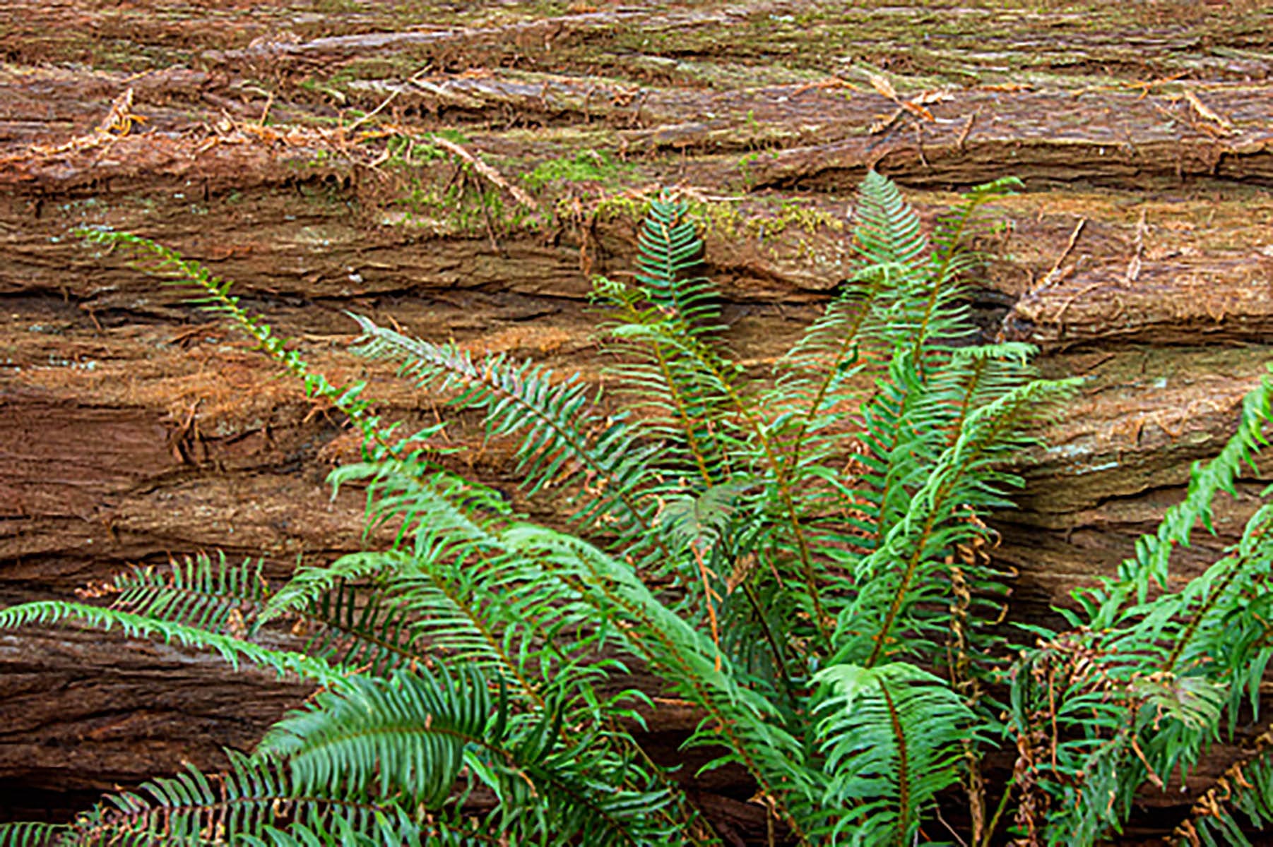 A forest with ancient giant redwood trees in Redwood National Park in northern California.