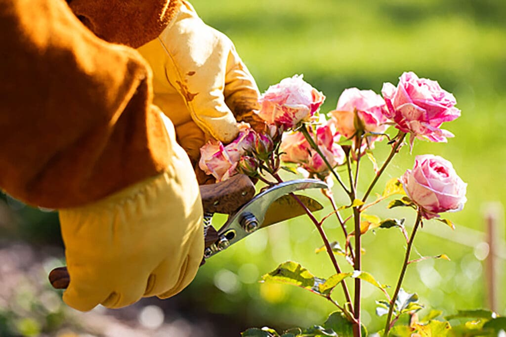 Pruning roses for winter, landscape design, a gardener pruning roses with pruning shears, professional garden care