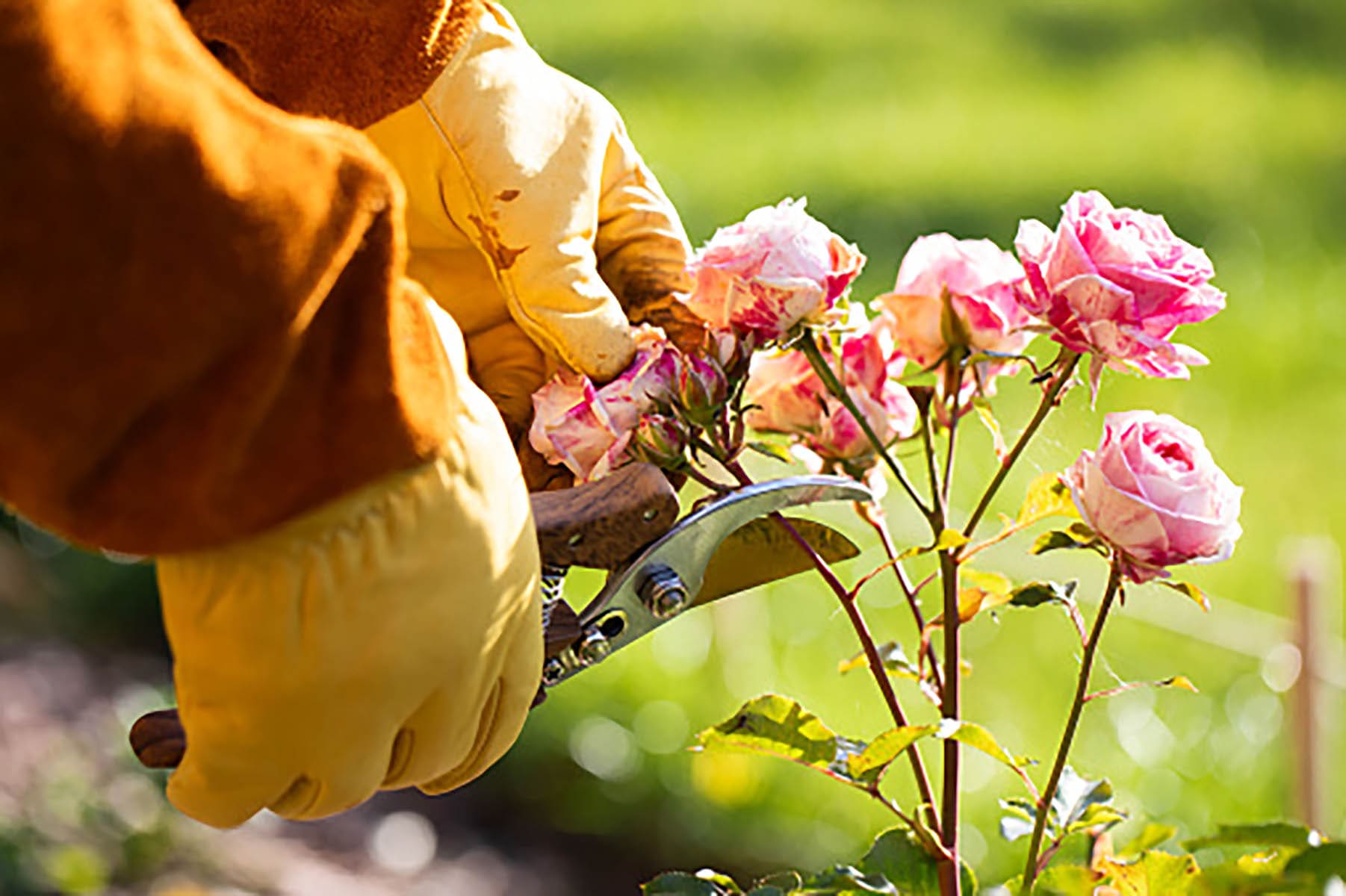 Pruning roses for winter, landscape design, a gardener pruning roses with pruning shears, professional garden care