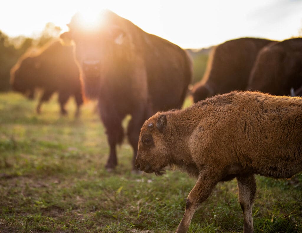 Bison grazing. PHOTO BY LAUREN SOMERO PHOTOGRAPHY 