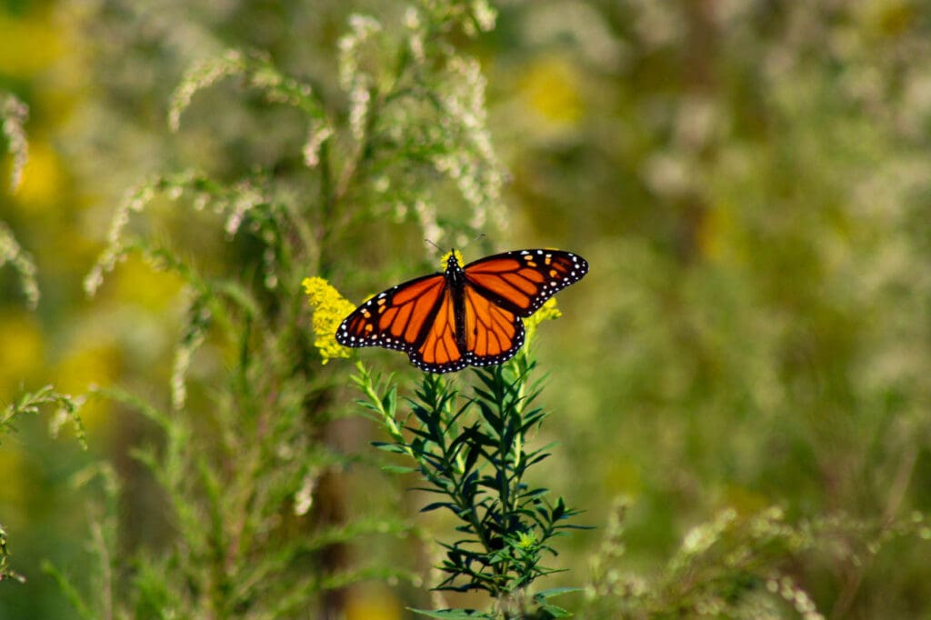 Monarch butterfly