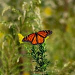 Monarch butterfly