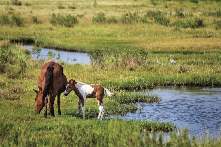 assateague ponies
